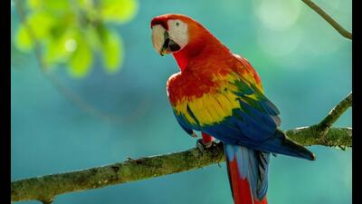 Inaugurated in November 2021, the Chandigarh Bird park is spread over 6.5 acres behind the Sukhna Lake in Sector 1, with 58-ft flying height for birds and 200x150-ft ground area each for terrestrial and aquatic birds. The facility has two small aviaries and two walk through aviaries. (Shutterstock/Representational Photo) Inaugurated in November 2021, the Chandigarh Bird park is spread over 6.5 acres behind the Sukhna Lake in Sector 1, with 58-ft flying height for birds and 200x150-ft ground area each for terrestrial and aquatic birds. The facility has two small aviaries and two walk through aviaries. (Shutterstock/Representational Photo)