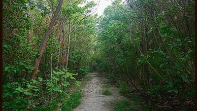 The Barak Bhuban Wildlife Sanctuary has eight recorded species of primates and is an important habitat for the king cobra snake. (Representational image) The Barak Bhuban Wildlife Sanctuary has eight recorded species of primates and is an important habitat for the king cobra snake. (Representational image)
