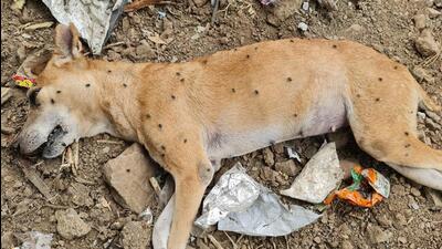 The incident occurred in the upper Bibwewadi area near the water tank where six healthy stray dogs were found lying dead on Saturday. Animal intestines allegedly spiked with poison were also found at the same location, activists said. (HT PHOTO)