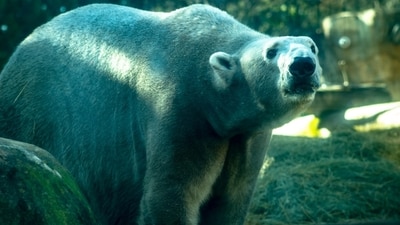 Polar bears are not native to Iceland but occasionally come ashore after traveling on ice floes from Greenland. (Unsplash) Polar bears are not native to Iceland but occasionally come ashore after traveling on ice floes from Greenland. (Unsplash)