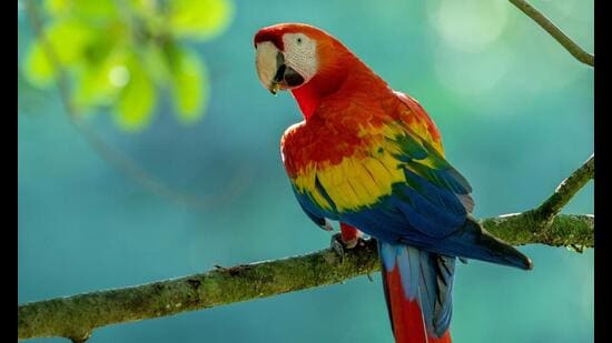 Inaugurated in November 2021, the Chandigarh Bird park is spread over 6.5 acres behind the Sukhna Lake in Sector 1, with 58-ft flying height for birds and 200x150-ft ground area each for terrestrial and aquatic birds. The facility has two small aviaries and two walk through aviaries. (Shutterstock/Representational Photo)