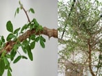 The ancient tree has shown a range of medicinal properties.(www.researchgate.net)