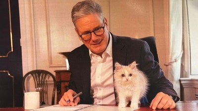 In a photo released by Keir Starmer's office, the fluffy white kitten named Prince can be seen sitting on top of his desk. (X/@kateferguson4) In a photo released by Keir Starmer's office, the fluffy white kitten named Prince can be seen sitting on top of his desk. (X/@kateferguson4)