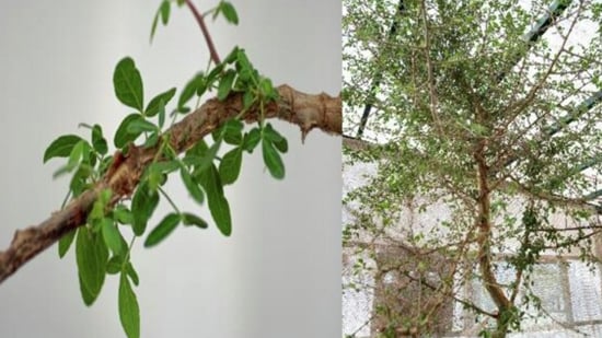 The ancient tree has shown a range of medicinal properties. (www.researchgate.net)