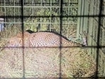 The leopard is estimated to be around 4-5 years old.