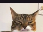 Kitty