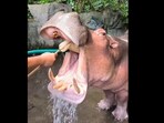 A viral video showed a calm hippo getting its teeth cleaned by a caretaker. 
