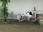 A pitbull named Jenny saved children from a King Cobra in Jhansi by attacking and killing it.