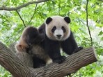 A Finland zoo is returning its giant pandas to China (Representational image) A Finland zoo is returning its giant pandas to China (Representational image)