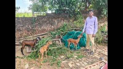 A forest guard with goats to be used as bait in cages to attract leopards. (HT Photo) A forest guard with goats to be used as bait in cages to attract leopards. (HT Photo)