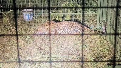 The leopard is estimated to be around 4-5 years old. (Special Arrangement) The leopard is estimated to be around 4-5 years old. (Special Arrangement)