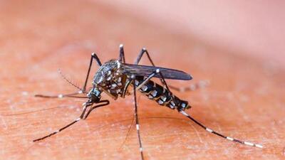 Chikungunya is a viral infection transmitted by mosquitoes. (REPRESENTATIVE PHOTO)