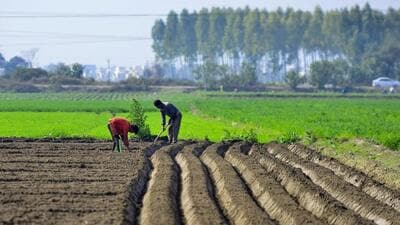 Despite being one of India’s wealthiest agricultural states, Punjab faces stagnating or declining farm incomes, as highlighted by NITI Aayog (2021). To uplift farmer welfare, the state’s agriculture policy must confront challenges and steer clear of political maneuvering. (Representational photo) Despite being one of India’s wealthiest agricultural states, Punjab faces stagnating or declining farm incomes, as highlighted by NITI Aayog (2021). To uplift farmer welfare, the state’s agriculture policy must confront challenges and steer clear of political maneuvering. (Representational photo)