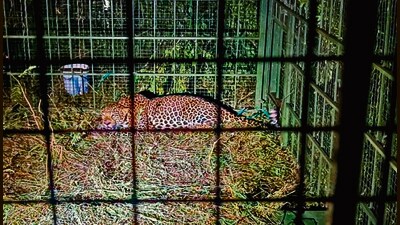 Officials said after a medical examination, the leopard will be relocated to a forest near Mysuru. (HT Photo)