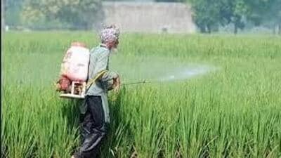State agriculture director Jaswant Singh, however, denied a shortage of DAP but he was reluctant to share data on the current stock available with the state. (HT File) State agriculture director Jaswant Singh, however, denied a shortage of DAP but he was reluctant to share data on the current stock available with the state. (HT File)