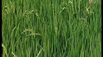 The area under paddy this season is 32.20 lakh hectares, which in the previous season was 31.80 hectares. (HT File) The area under paddy this season is 32.20 lakh hectares, which in the previous season was 31.80 hectares. (HT File)