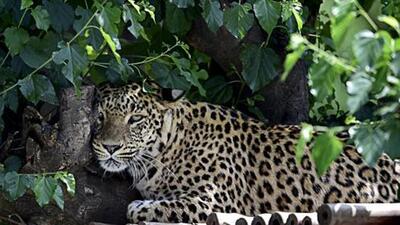 There is a large population of leopards around the Kukdi River basin. Considering this, the Junnar forest department has been making a strong appeal to the villagers to seriously follow the instructions of installing sufficient light lamps around every house.  (REPRESENTATIVE PHOTO)