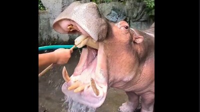 A viral video showed a calm hippo getting its teeth cleaned by a caretaker. (X/@AMAZlNGNATURE)