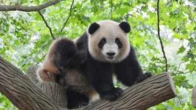 A Finland zoo is returning its giant pandas to China (Representational image) A Finland zoo is returning its giant pandas to China (Representational image)