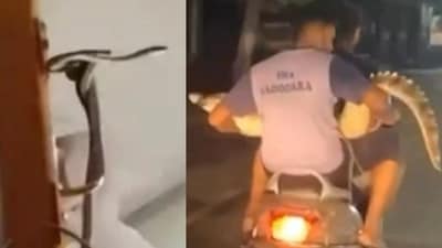From snakes on a train to crocodiles on a scooter, animals crashing urban life in bizarre ways From snakes on a train to crocodiles on a scooter, animals crashing urban life in bizarre ways