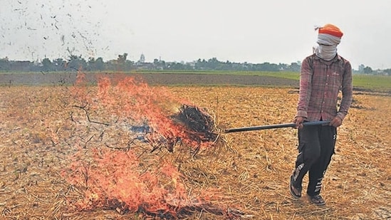 A farmer sets fire to paddy stubble after harvesting a paddy crop in the field in Amritsar, on Wednesday. (Sameer Sehgal/HT Photo)