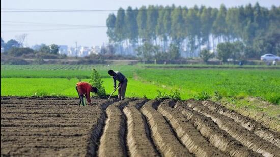 Despite being one of India’s wealthiest agricultural states, Punjab faces stagnating or declining farm incomes, as highlighted by NITI Aayog (2021). To uplift farmer welfare, the state’s agriculture policy must confront challenges and steer clear of political maneuvering. (Representational photo)