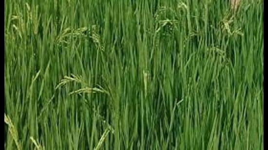 The area under paddy this season is 32.20 lakh hectares, which in the previous season was 31.80 hectares. (HT File)