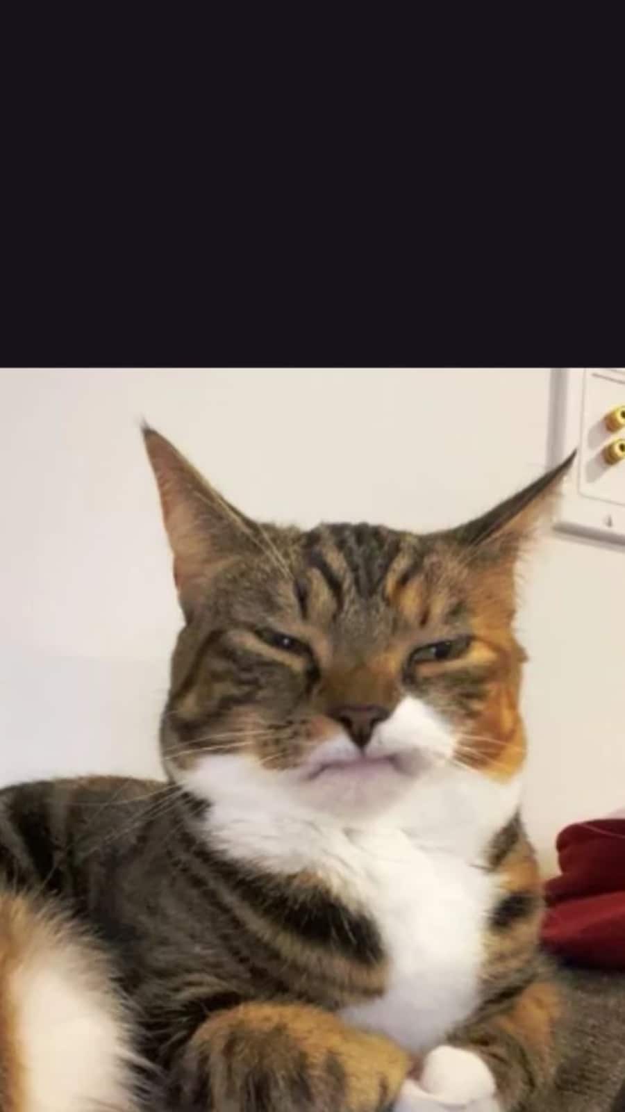 Kitty
