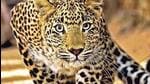 With these deaths, the total number of such fatalities due to leopard attacks has touched five. (Representative file photo)