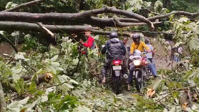 An uprooted tree blocking the Khalini-ISBT bypass in Shimla after heavy rain. (Deepak Sansra/HT) An uprooted tree blocking the Khalini-ISBT bypass in Shimla after heavy rain. (Deepak Sansra/HT)