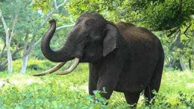 In the last five years, Odisha logged the highest human casualties among all states. (Representative file photo)