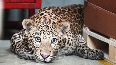 Junnar forest department on Thursday captured the leopard that allegedly attacked a nine-year-boy a day before. ((PIC FOR REPRESENTATION)) Junnar forest department on Thursday captured the leopard that allegedly attacked a nine-year-boy a day before. ((PIC FOR REPRESENTATION))