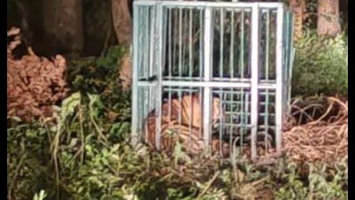 Man-animal conflicts have claimed at least 17 lives in UP this year, according to forest office records. (File photo/Sourced) Man-animal conflicts have claimed at least 17 lives in UP this year, according to forest office records. (File photo/Sourced)