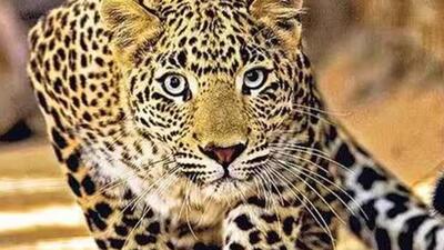 With these deaths, the total number of such fatalities due to leopard attacks has touched five. (Representative file photo)