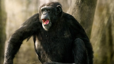 The angry locals, who protected the chimpanzee as they believe them to be reincarnated ancestors, have now turned against the primates. (Pixabay) The angry locals, who protected the chimpanzee as they believe them to be reincarnated ancestors, have now turned against the primates. (Pixabay)