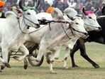 (Representative image)A good and strong pair of oxen for the race is usually sold for anywhere between  <span class='webrupee'>₹</span>10 to  <span class='webrupee'>₹</span>15 lakh but the pair that was bought by Patil was sold for more than a double price.