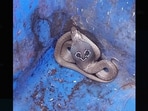 A cobra was spotted in Greater Noida.