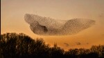 A murmuration of starlings at sunset. (Shutterstock)