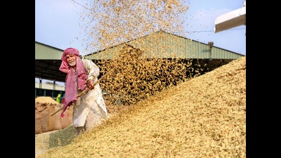 A farmer at the Amritsar grain market on Monday. (PTI) A farmer at the Amritsar grain market on Monday. (PTI)