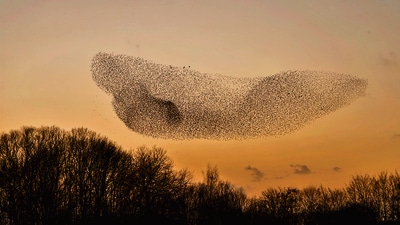 A murmuration of starlings at sunset. (Shutterstock) A murmuration of starlings at sunset. (Shutterstock)