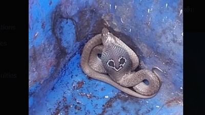 A cobra was spotted in Greater Noida. (X/@GreaterNoidaW) A cobra was spotted in Greater Noida. (X/@GreaterNoidaW)