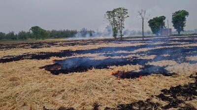 The latest status report presented by CAQM to the court showed that between September 18 and 25, Punjab reported 93 incidents of paddy residue burning as against eight during the corresponding period last year, with Amritsar district alone accounting for 58 incidents. (ANI) The latest status report presented by CAQM to the court showed that between September 18 and 25, Punjab reported 93 incidents of paddy residue burning as against eight during the corresponding period last year, with Amritsar district alone accounting for 58 incidents. (ANI)