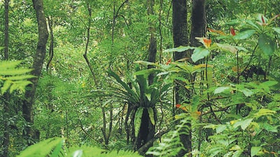 Tree felling is set to be carried out in phases between 2025 and 2047, with the first phase targeting 9.26 sq km (Manish Chandi/HT Photo) Tree felling is set to be carried out in phases between 2025 and 2047, with the first phase targeting 9.26 sq km (Manish Chandi/HT Photo)