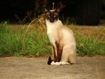 A lost cat, Rayne Beau, travelled over 1,200 km back home to California after disappearing in Yellowstone National Park, thanks to his microchip.