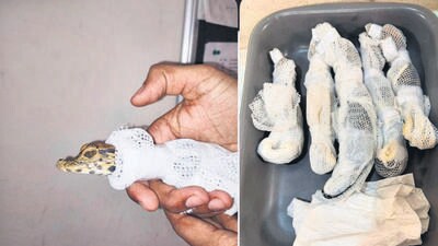 Two arrested for smuggling crocodiles from Bangkok Two arrested for smuggling crocodiles from Bangkok