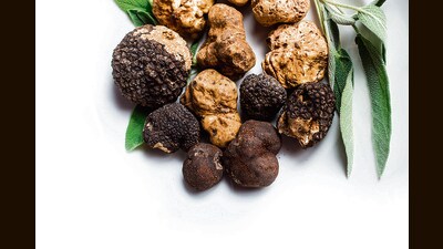 A ripe truffle doesn’t look like much; the white Alba resembles a potato and the black Perigord looks like a pebble. Because they grow underground, they use aromas rather than appearance to draw seed dispersers. (Adobe Stock) A ripe truffle doesn’t look like much; the white Alba resembles a potato and the black Perigord looks like a pebble. Because they grow underground, they use aromas rather than appearance to draw seed dispersers. (Adobe Stock)