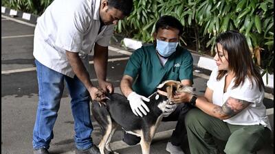 As per officials on day one of the drive, as many as 650 canines were immunised with anti-rabies vaccine. (REPRESENTATIVE PHOTO) As per officials on day one of the drive, as many as 650 canines were immunised with anti-rabies vaccine. (REPRESENTATIVE PHOTO)