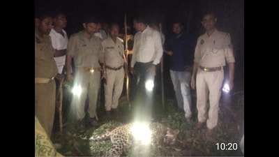 Forest officials examining the killed animal (HT Photo) Forest officials examining the killed animal (HT Photo)