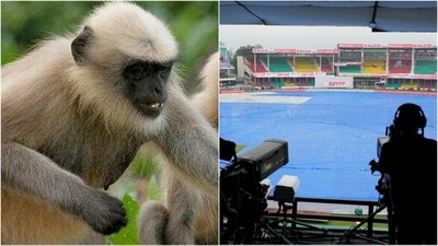 Langurs have been hired to shoo away the monkeys during the 2nd Test (File/PTI) Langurs have been hired to shoo away the monkeys during the 2nd Test (File/PTI)