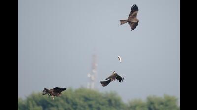 Squabbling kites left empty-handed as fish tumbles in midair over Sukhna lake. (PHOTO: PARVEEN NAIN) Squabbling kites left empty-handed as fish tumbles in midair over Sukhna lake. (PHOTO: PARVEEN NAIN)
